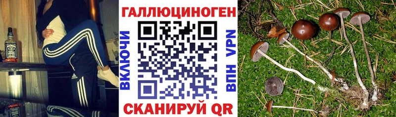 Псилоцибиновые грибы GOLDEN TEACHER Пучеж